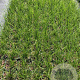 Cortaderia s. 'Pumila' GM 2,0L