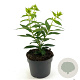 Phlox (P) 'David' GM 2,0L