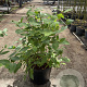 Cephalanthus occidentalis 40-50 cm 12L