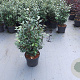 Elaeagnus ebb. 'Compacta' 60-80 cm 10L