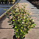 Elaeagnus ebb. 'Compacta' 60-80 cm 10L