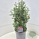 Buddleja d. Octopus Magenta 30-40 cm 10L