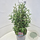 Buddleja d. Octopus Magenta 30-40 cm 10L