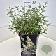 Buddleja Flutterby Pet. Snow White 30-35 cm 10L