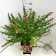 Escallonia 'Apple Blossom' 40 cm 10L