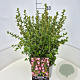Escallonia 'Apple Blossom' 40 cm 10L
