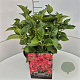 Hydrangea m. 'Sibilla' 30-40 cm 10L