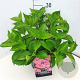 Hydrangea m. 'Mariesii Perfecta' 30-40 cm 10L