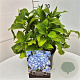 Hydrangea m. 'Nikko Blue' 30-40 cm 10L