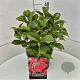 Hydrangea m. 'Rotkehlchen' 30-40 cm 10L