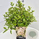 Hydrangea pan. 'Grandiflora' 40-50 cm 10L