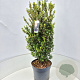 Ilex crenata 'Caroline Upright' 70-80 cm 10L