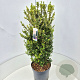 Ilex crenata 'Caroline Upright' 70-80 cm 10L