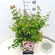 Kolkwitzia amabilis 40-50 cm 10L