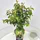 Leycesteria formosa 'Purple Rain' 40-50 cm 10L