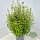 Philadelphus 'Lemoinei' 50-60 cm 20L