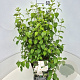 Philadelphus 'Virginal' 60-70 cm 10L