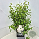 Philadelphus 'Virginal' 60-70 cm 10L