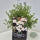 Potentilla f. 'Abbotswood' 30 cm 10L