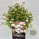 Potentilla f. 'Abbotswood' 30 cm 10L
