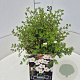 Potentilla f. 'Abbotswood' 30 cm 10L
