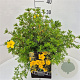 Potentilla f. 'Goldfinger' 30 cm 10L