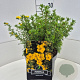 Potentilla f. 'Goldfinger' 30 cm 10L