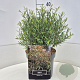 Salix purpurea 'Nana' 30-40 cm 10L