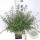 Salix purpurea 'Nana' 30-40 cm 10L
