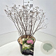 Spiraea jap. 'Genpei' 40-50 cm 10L
