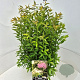 Spiraea jap. 'Genpei' 40-50 cm 10L