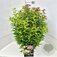 Spiraea jap. 'Genpei' 40-50 cm 10L