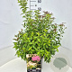 Spiraea jap. 'Genpei' 40-50 cm 10L