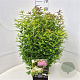 Spiraea jap. 'Genpei' 40-50 cm 10L