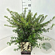 Spiraea nipp. 'Snowmound' 40-60 cm 10L