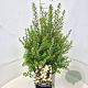 Spiraea nipp. 'Snowmound' 40-60 cm 10L
