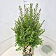 Spiraea nipp. 'Snowmound' 40-60 cm 10L