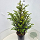 Taxus baccata 60-80 cm 10L
