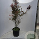 Acer pal. 'Atropurpureum' 80-100 cm 15L najaarspotting