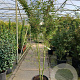 Acer pal. 'Silhouette' 150-175 cm 35L najaarspotting