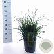 Carex morrowii 'Irish Green' 30-40 cm 6,5L