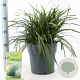 Carex morrowii 'Irish Green' 30-40 cm 6,5L