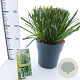 Carex morrowii 'Irish Green' 30-40 cm 6,5L