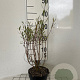 Salix purpurea 'Nana' 30-40 cm C1.3