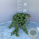 Vinca minor GM 2,0L