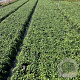 Vinca minor GM 2,0L