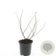 Spiraea betulifolia 'Island' GM C1.3