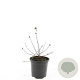 Spiraea betulifolia 'Island' GM C1.3