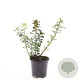 Spiraea betulifolia 'Island' GM C1.3