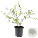 Spiraea cinerea 'Grefsheim' GM C1.3